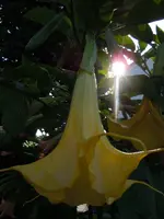 ET133.webp