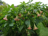 ET134.webp