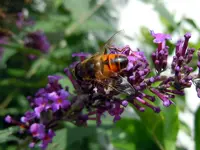 Insekten168.webp