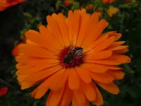 Insekten175.webp