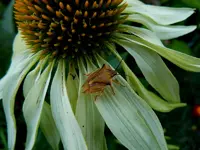 Insekten169.webp