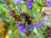 Insekten170.webp