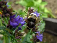 Insekten173.webp
