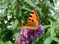Schmetterlinge148.webp