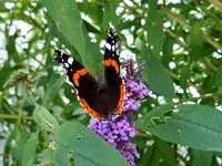 Schmetterlinge150.webp