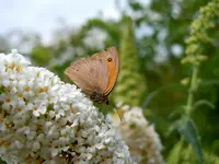 Schmetterlinge154.webp