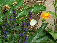 Schmetterlinge155.webp