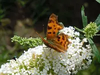 Schmetterlinge159.webp