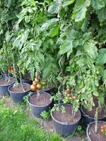 IMG_0539.webp