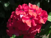 CIMG5470.webp