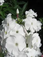 CIMG5471.webp