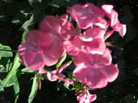CIMG5472.webp