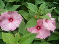 SAM_0425.webp