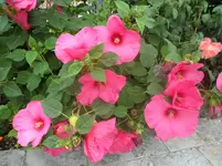 SAM_0426.webp