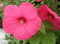 SAM_0427.webp