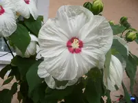 SAM_0429.webp