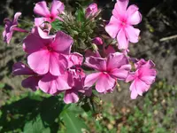 CIMG5473.webp