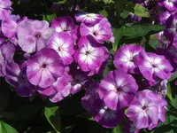 CIMG5477.webp