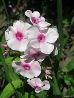 CIMG5485.webp