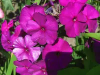 CIMG5486.webp