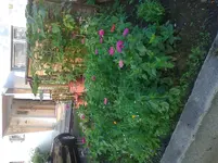die gesäte Blumenwiese.webp