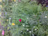 Blumenwiese 1.webp