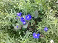 Blumenwiese 2.webp
