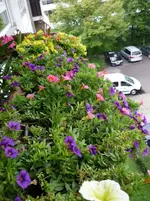 ende juli.webp