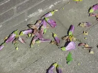 DSC00111.webp