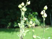 DSC00109.webp