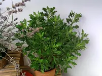 Foto102.webp
