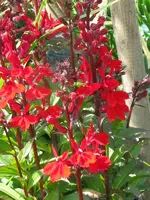 IMG_lobelie_600x800.webp