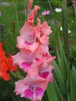Handy Juli 2011 012.webp