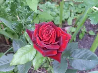 Handy Juli 2011 018.webp