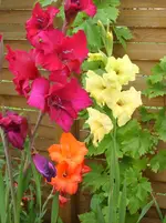Handy Juli 2011 020.webp