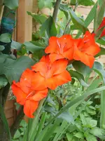 Handy Juli 2011 019.webp