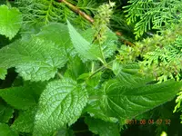 DSCN0727.webp