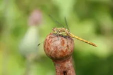 Schwarze Heidelibelle1.webp