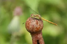 Schwarze Heidelibelle2.webp
