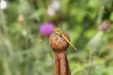 Schwarze Heidelibelle3.webp