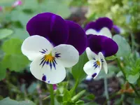Stiefmütterchen253.webp