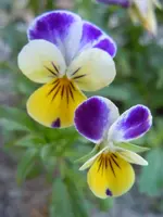 Stiefmütterchen256.webp