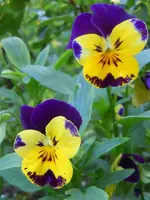 Stiefmütterchen257.webp