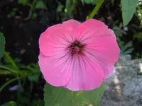 Blüten184.webp