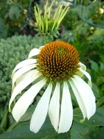 Blüten185.webp