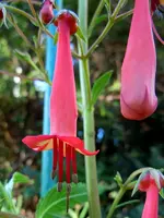 Blüten192.webp