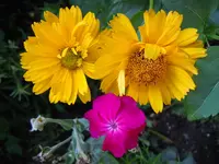 Blüten188.webp