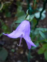 Blüten189.webp