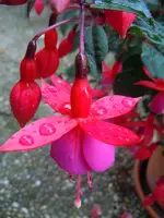 Regentropfen009.webp