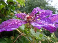 Regentropfen003.webp